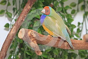 Dilute Lady Gouldian Finch photo