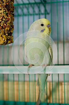 Dilute opaline parakeet