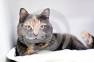 A Dilute Tortoiseshell shorthair cat