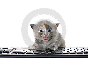 Diluted tortie kitten at computer keyboard isolated photo