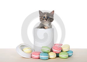 Diluted tortie kitten in a cookie jar photo