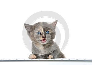 Diluted tortie kitten mouth open at compute keyboard isolated
