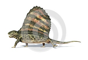 Dimetrodon dinosaur. Viewed from aside. At white background.