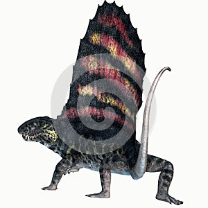 Dimetrodon Permian Reptile Tail