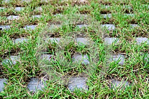 Diminishing perspective of turf stone pavers covered with green grass