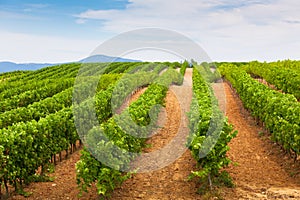 Diminishing rows of Vineyard Field in Southern France