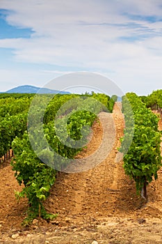 Diminishing rows of Vineyard Field in Southern France