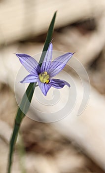 Diminutive Iris wildflower Blue-eyed Grass photo