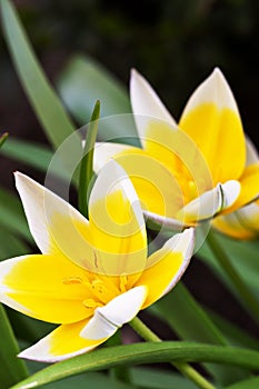 Diminutive Tulip (Tulipa tarda) photo