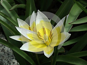 Diminutive tulip (tulipa tarda)