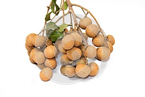 Dimocarpus longan