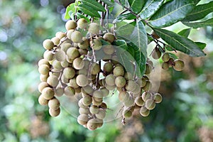 Dimocarpus longan