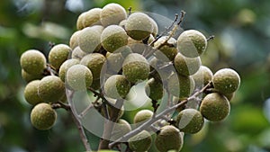 Dimocarpus longan fruit (longan, Lengkeng, kelengkeng, longan, Dimocarpus longan) on the nature