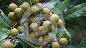 Dimocarpus longan fruit (longan, Lengkeng, kelengkeng, longan, Dimocarpus longan) on the nature