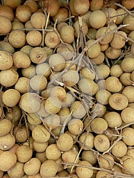 Dimocarpus longan, longan fruits from asia belonging to lychee family