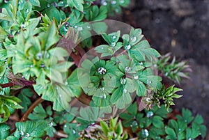Dimond Water Droplets on a Bleeding Heart Plant photo