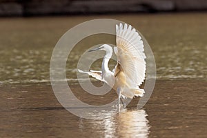 Dimorphic Egret