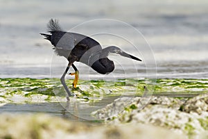 Dimorphic Egret - Egretta dimorpha heron found in Comoros, Kenya, Madagascar, Seychelles, Tanzania, subspecies of western reef