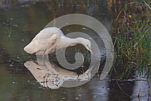 A dimorphic egret a species of heron standing  with its reflection in water