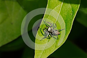 Dimorphic Jumping Spider - Maevia inclemens