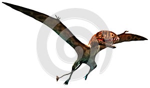 Dimorphodon