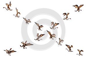 Dimorphodon Dinosaur on white background