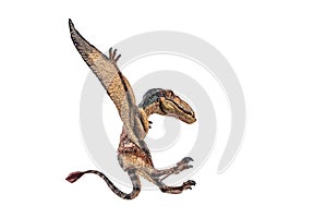 Dimorphodon Dinosaur on white background