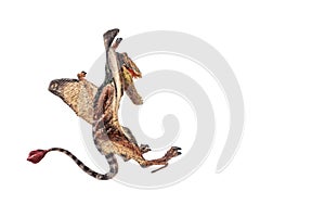 Dimorphodon Dinosaur on white background