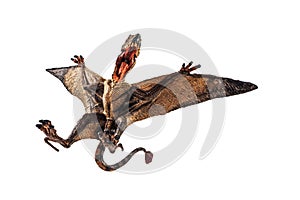 Dimorphodon Dinosaur on white background