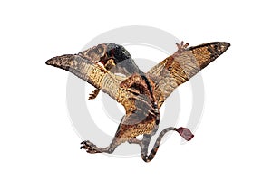 Dimorphodon Dinosaur on white background