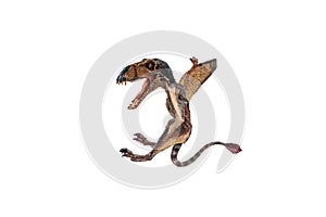 Dimorphodon Dinosaur on white background