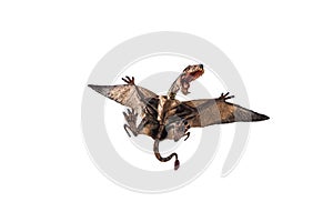 Dimorphodon Dinosaur on white background