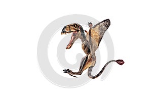 Dimorphodon Dinosaur on white background