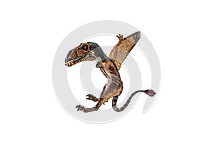 Dimorphodon Dinosaur on white background