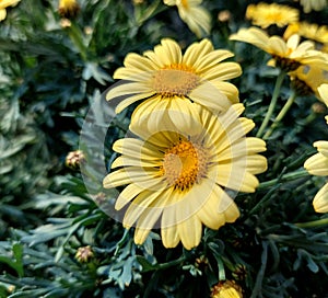 Dimorphotheca ecklonis, African daisy, Kaapse magriet, Sundays River daisy, Sondagsrivier madeliefie photo