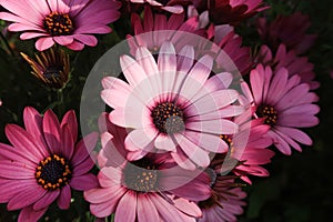 Dimorphotheca ecklonis flower petals color white red