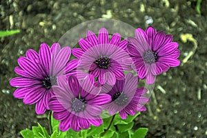 Dimorphotheca ecklonis or Osteospermum known as Cape marguerite, Van Staden`s river daisy, Sundays river daisy, daisy photo