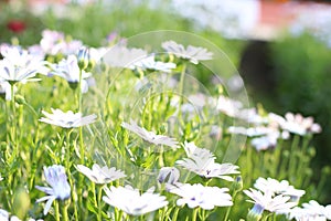 Dimorphotheca ecklonis or Osteospermum, is an ornamental plant. A native plant of South Africa, this plant is now regarded as a we