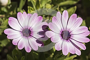 Dimorphotheca ecklonis violet flower