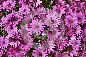 Dimorphotheca pluvialis in bloom