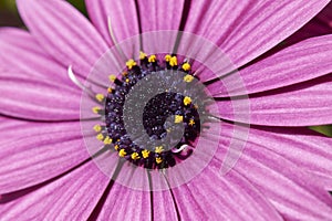 Dimorphotheca pluvialis flower close up