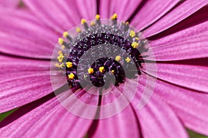 Dimorphotheca pluvialis flower close up