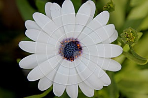 Dimorphotheca pluvialis, Ox-eye daisy, Cape daisy