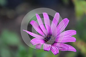 Dimorphotheca violet flower photo