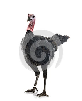 Dindon noir de Sologne