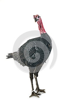 Dindon noir de Sologne