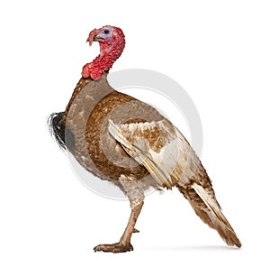 Dindon Rouge des Ardennes turkey