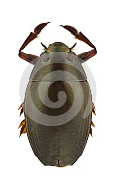 Dineutus