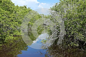 Ding Darling waterways on Sanibel Island, Florida, USA