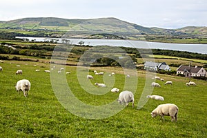 Dingle Harbor, Ireland